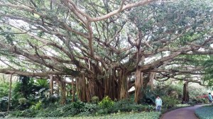 banyan-mom