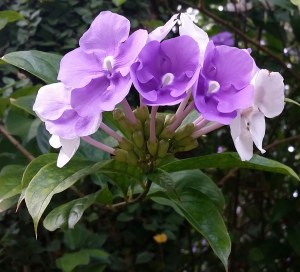 The 3 shades of the Yesterday, Today & Tomorrow plant.